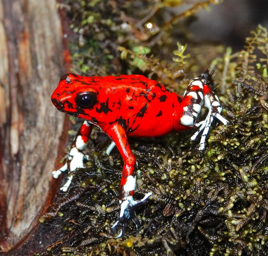 Oophaga sylvatica, foto de desertnaturalist tomada de Wikimedia Commons.