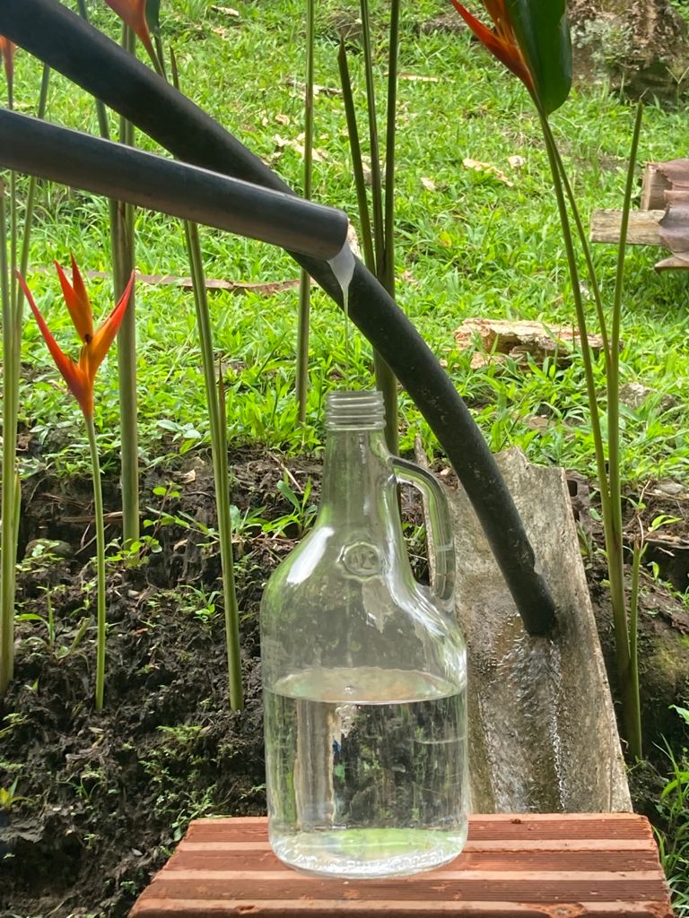 Viche, bebida ancestral del Pacífico colombiano