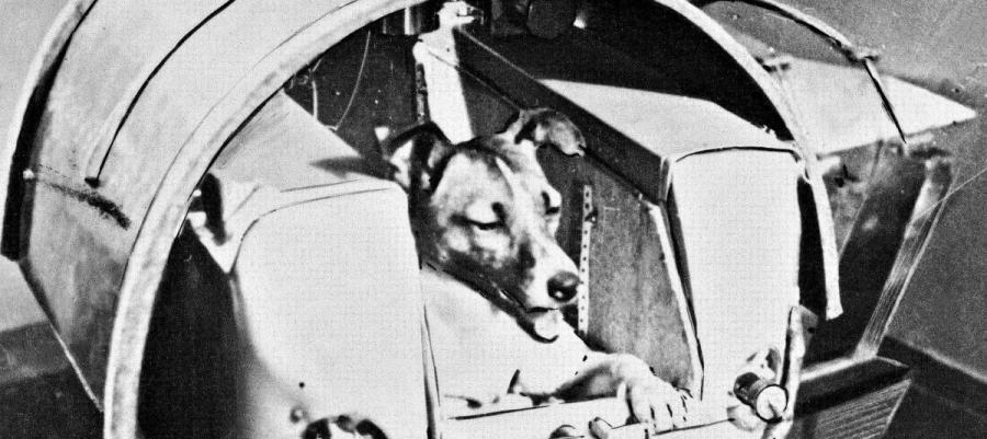 Foto: AFP - Perrita Laika, primer ser vivo en ir al espacio