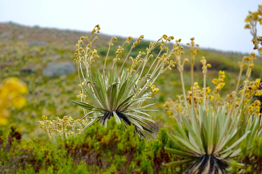 Páramo Cruz Verde - Sumapaz