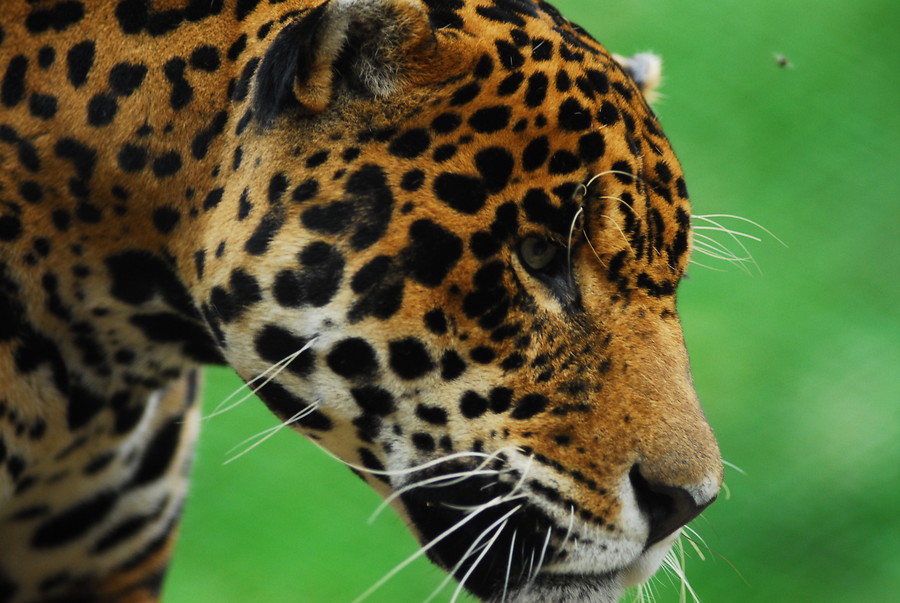 El jaguar en la región del Darién expedición científica