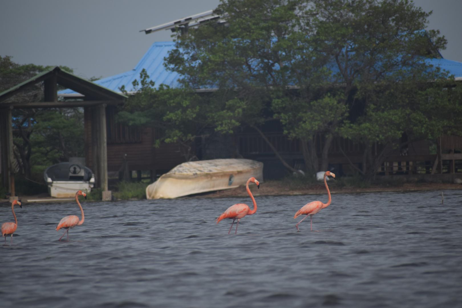 avistamiento-de-aves-en-la-guajira-biodiversidad-de-colombia