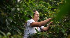 En 2025 Colombia tuvo récord en áreas sembradas y abastecimiento de alimentos