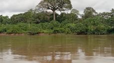 Promueven campaña para salvar la Amazonía