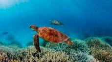 Fauna silvestre en América Latina registra una caída del 95 %, según el Informe Planeta Vivo 2026 de WWF