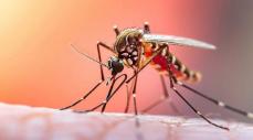 Se mantiene la emergencia sanitaria en Colombia a causa de la fiebre amarilla
