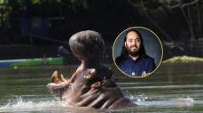 Hipopótamos en Colombia millonario indio Anant Ambani propone trasladar 80 ejemplares para evitar eutanasia