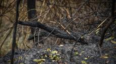 Incendios forestales en Colombia: recomendaciones para prevenir emergencias
