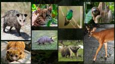 Los animales silvestres son víctimas silenciosas del fuego