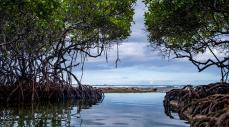 Los guardianes naturales que protegen el agua y la vida