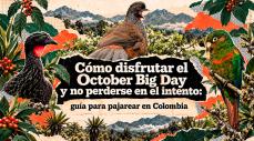 October Big Day 2026 Colombia reúne jornadas de avistamiento de aves en diferentes regiones