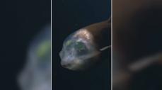 Un pez de cabeza transparente fue grabado en 4K a 600 metros de profundidad frente a California. El registro ayudará a estudiar su visión.
