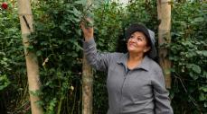 Risaralda exportó 60 mil rosas para el Día de la Madre