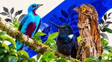 Feria de Aves de Santander 2027 en Topocoro, territorio con más de 580 especies registradas.