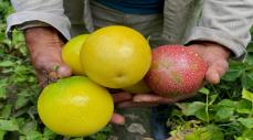 Colombia exporta pasifloras a más de 30 países