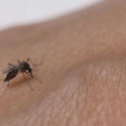 Alerta en Casanare por aumento de dengue cerca de 300 casos en inicio de temporada de lluvias