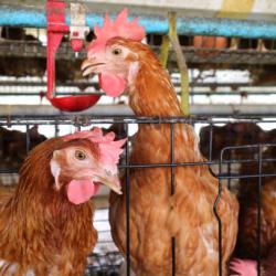 Brote influenza aviar departamento Meta