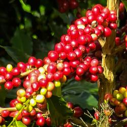 Café colombiano lideró exportaciones en 2025, superando al carbón