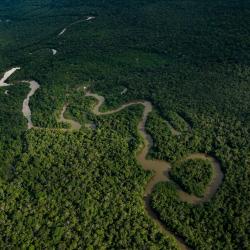 ¡Buenas noticias para la Amazonía! La deforestación cayó 25 % en 2025, pero algunos territorios siguen en riesgo