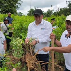 Sustitución de cultivos ilícitos en Colombia 