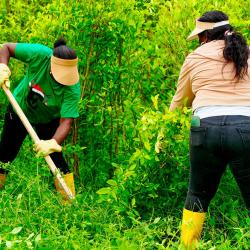 Gobierno entrega tierras en Tumaco para sustituir coca y avanzar en la paz territorial