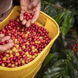 Situación cafeteros Colombia, retos y proyectos Gobierno Petro