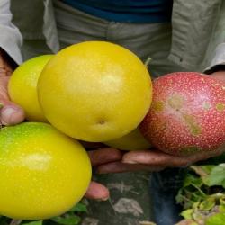 Colombia exporta pasifloras a más de 30 países