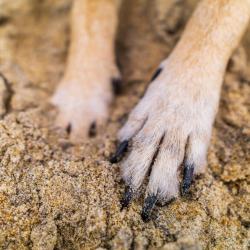 Pasto: Presunto responsable de quemar a un perro fue enviado a la cárcel