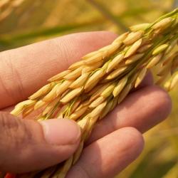 SIC aprueba acuerdo de precios mínimos del arroz paddy verde en Colombia