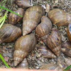 Temporada 2 / Episodio 2 - Especies invasoras