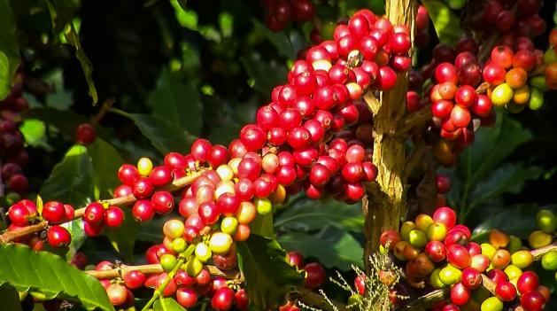 Café colombiano lideró exportaciones en 2025, superando al carbón