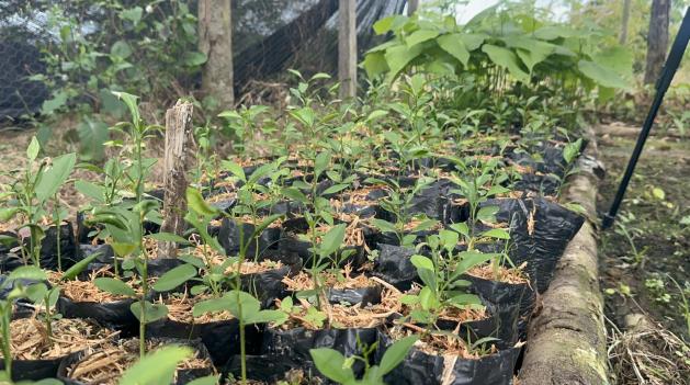 Protección de más de 2.300 hectáreas de bosque en Caquetá