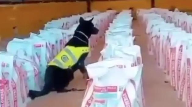 14 toneladas de cocaína fueron decomisadas en Buenaventura