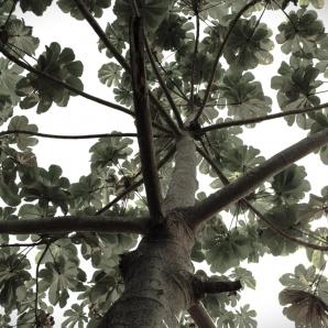 Explotación de oro de aluvión en Colombia
