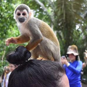 Turismo de selfies con fauna silvestre amenaza la biodiversidad del Amazonas