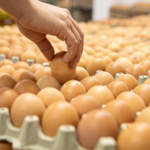 Precio de huevos en Santander: Protestas por crisis