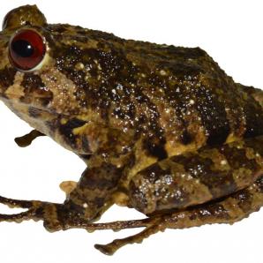 Pristimantis Ledzeppelin