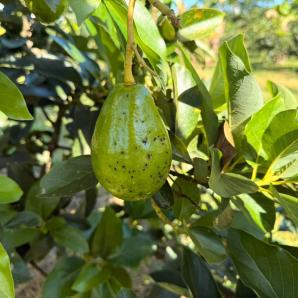 Productores de aguacate en Uribe Meta: ART