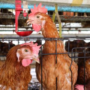 Brote influenza aviar departamento Meta