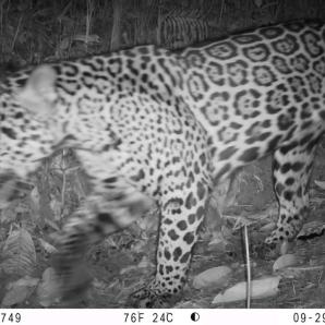 Cinco especies de felinos silvestres fueron registradas en Buenaventura por cámaras trampa de la Red OTUS