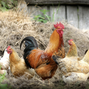 Crecimiento sector avícola 2025: informe de Fenavi