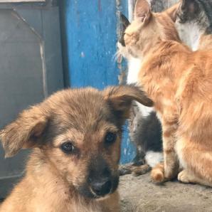 De vender dulces a salvar perros y gatos. El milagro de "Huellitas Callejeras" en Barranquilla