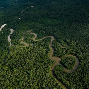 ¡Buenas noticias para la Amazonía! La deforestación cayó 25 % en 2025, pero algunos territorios siguen en riesgo