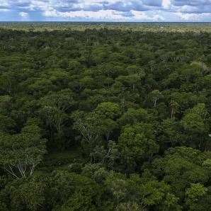COP30 en Belém 2025: fondo histórico para proteger bosques 