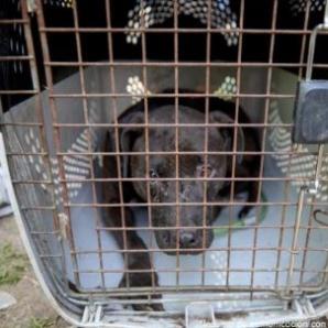 Red internacional de peleas de perros en Cundinamarca