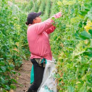 Disminución pobreza rural Colombia DANE