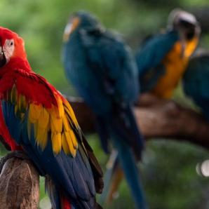 El mundo avanza en la protección de la diversidad biológica tras la COP16 celebrada en Cali