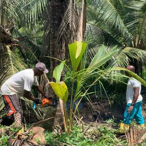 Enfermedades del coco en la costa pacífica