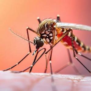 Se mantiene la emergencia sanitaria en Colombia a causa de la fiebre amarilla