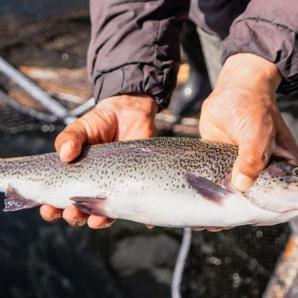 ICA declaró cuarentena sanitaria en laguna La Cocha para proteger la trucha